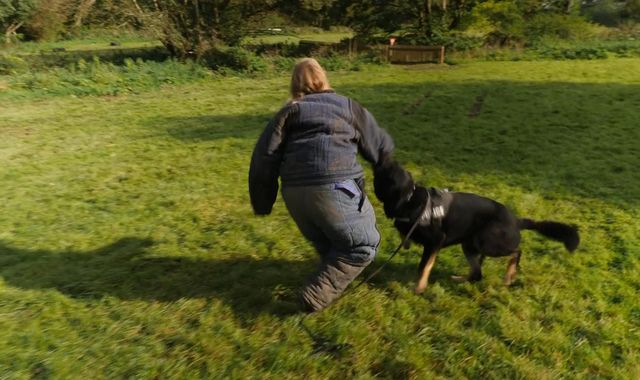 What to do if you're attacked by a dangerous dog - as police reveal explosion in cases - Vimarsana News