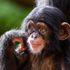 Chimps make sounds 'like human babies' as they learn to speak, study finds