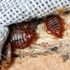 Eurostar on alert as Paris grapples with bed bug infestation