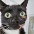 Meet Nanny McPhee - the 'rare' cat with two noses