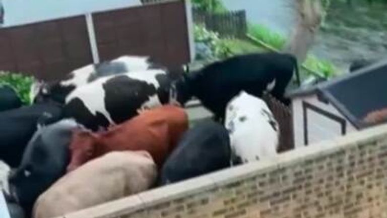 Bullocks enter garden in Bedfordshire