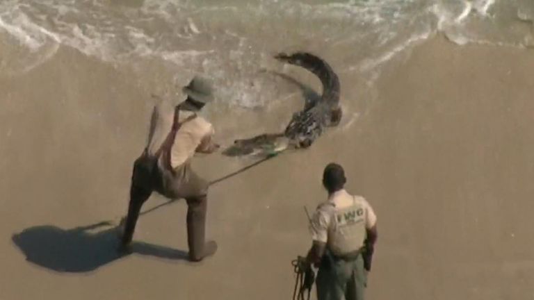 A team of experts wrestle with an alligator on a Florida beach