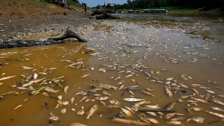 Thousands of dead fish float in Piranha lake amid a drought in the state of Amazonas, in Manacapuru, Brazil, Wednesday, Sept. 27, 2023. (AP Photo/Edmar Barros)