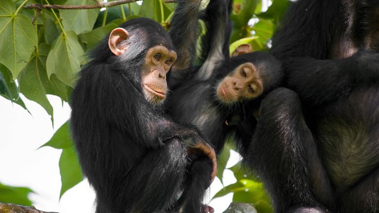 Two baby chimpanzees