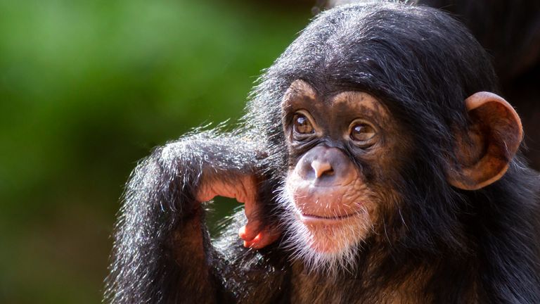 Baby chimpanzee 