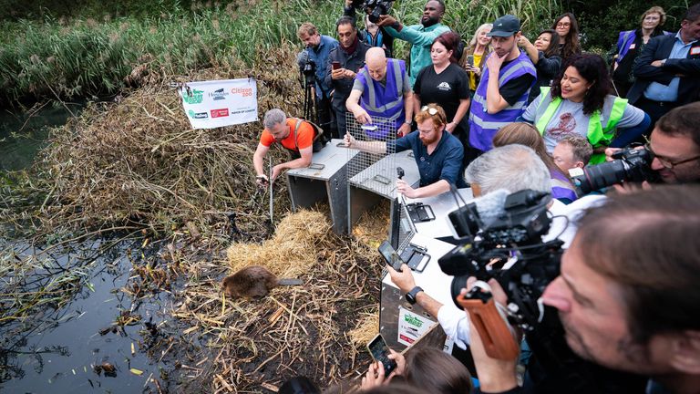 EDITORIAL USE ONLY..Mayor of London Sadiq Khan helps release a family of beavers at Paradise Fields in Ealing,  which sees the return of beavers to West London for the first time in 400 years, supported by the Mayor&#39;s Rewild London Fund and Amazon&#39;s Right Now Climate Fund. Picture date: Wednesday October 11, 2023. PA Photo. Photo credit should read: James Manning/PA Wire  