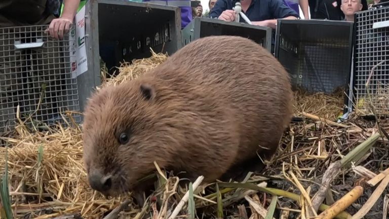 Beavers have been reintroduced to west London
