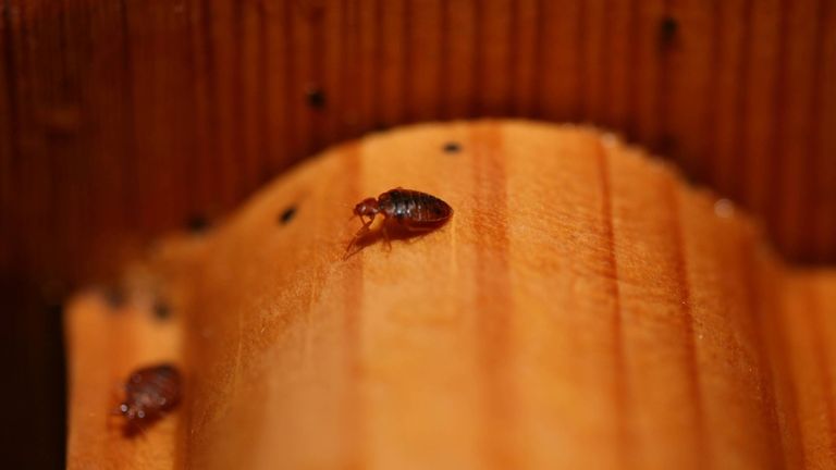 Bed bugs on a wooden bedframe. Pic: Bed Bugs Ltd