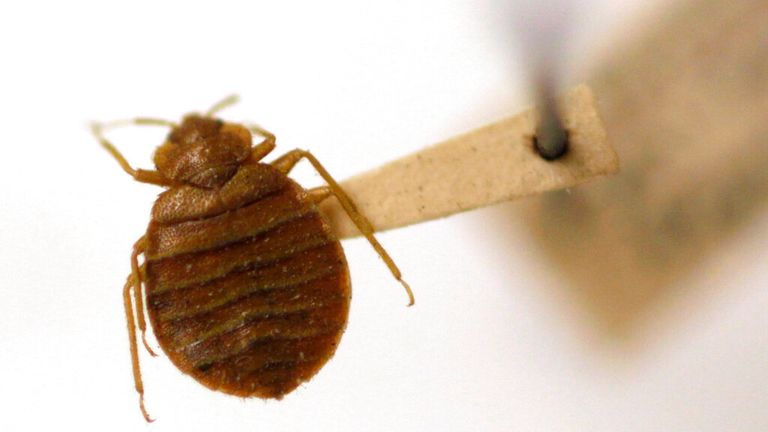 Greece has not reported any major bedbug infestations in recent months. AP Photo/Carolyn Kaster, File Pic.