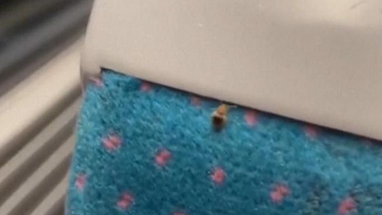 Parisians have been spotting bedbugs even in cinemas and on trains