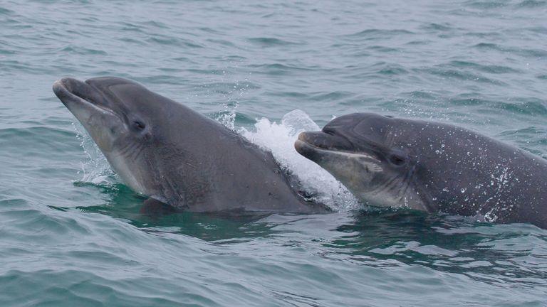 Wild Bottlenose dolphins in Wales. File pic