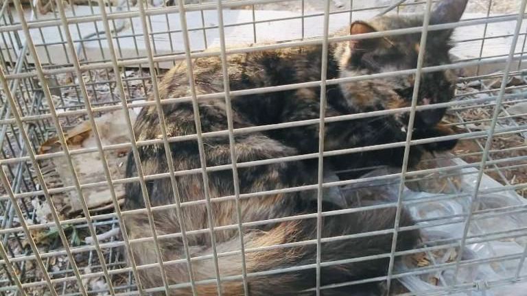 Dozens of cats have been reported dumped. Pic: OIPA
