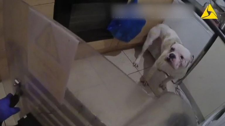 West Midlands Police release footage of how dangerous dogs are seized