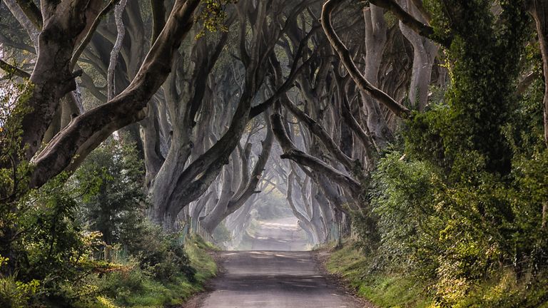 Dark Hedges in County Antrim, Northern Ireland