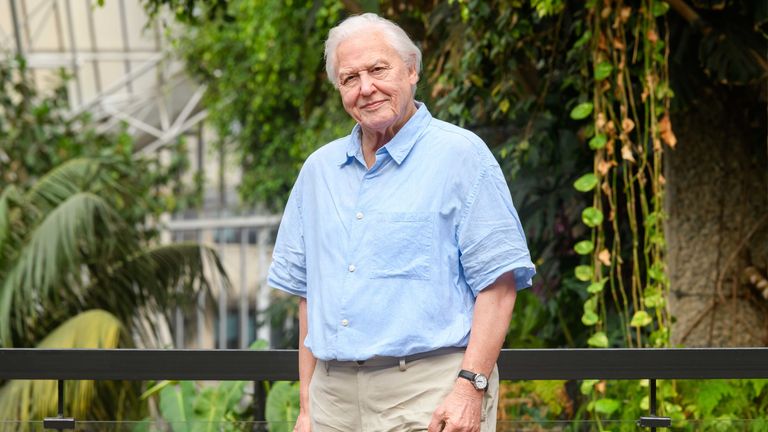 Wax figure of broadcaster and conservationist Sir David Attenborough