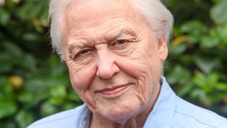 Wax figure of broadcaster and conservationist Sir David Attenborough