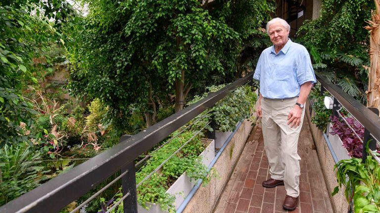 Wax figure of broadcaster and conservationist Sir David Attenborough