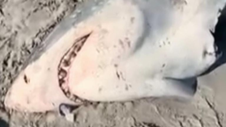 Half-eaten great white shark washes up on Australian beach after suspected  killer whale attack, World News