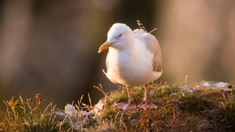 A Herring Gull at the RSPB nature reserve at Bempton Cliffs in Yorkshire, as over 250,000 seabirds flock to the chalk cliffs to find a mate and raise their young.