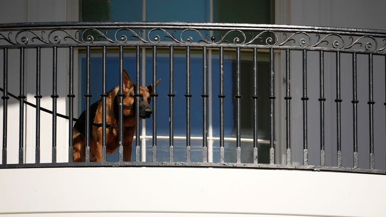 President Joe Biden&#39;s dog Commander looks out from a balcony at the White House in Washington. Pic: AP