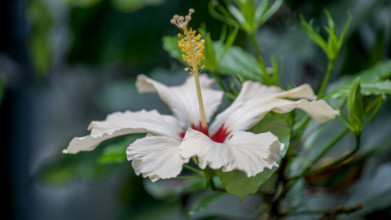 Hibiscus storckii in the Princess of Wales Conservatory. Pic: RBG Kew