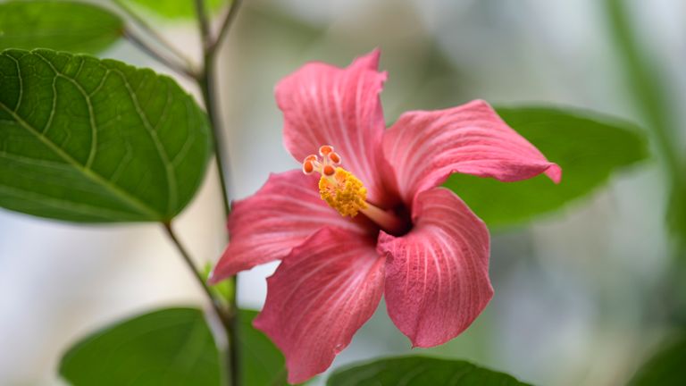 Hibiscus fragilis in the Princess of Wales Conservatory. Pic: RBG Kew