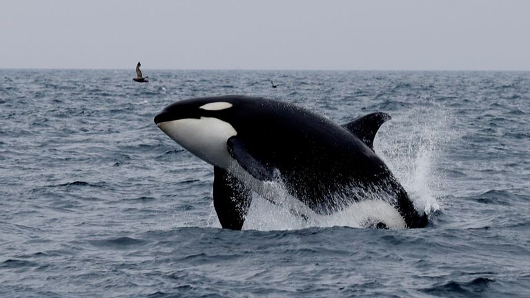 A killer whale jumps out of water in the sea near Rausu