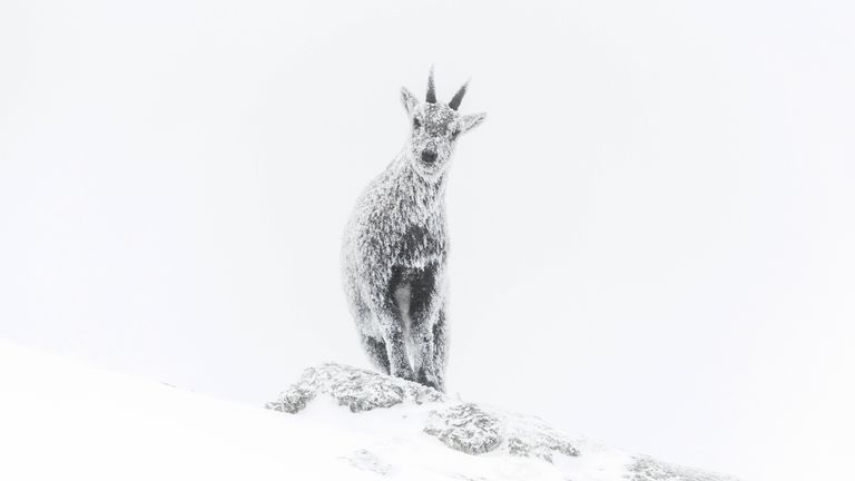 Alpine exposure
Pic:Luca Melcarne/Wildlife Photographer of the Year