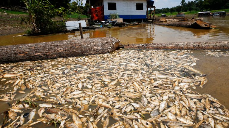 Thousands of dead fish float in Piranha Lake due to a severe drought in the state of Amazonas, in Manacapuru, Brazil, Wednesday, Sept. 27, 2023. (AP Photo/Edmar Barros)