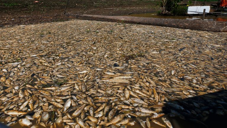 Thousands of dead fish float in Piranha Lake due to a severe drought in the state of Amazonas in Manacapuru, Brazil, Wednesday, Sept. 27, 2023. (AP Photo/Edmar Barros)