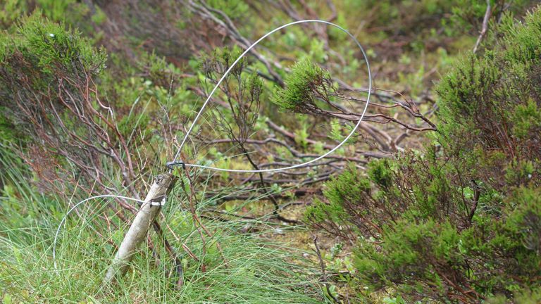 Ban on snares and glue traps in Wales in UK first, UK News