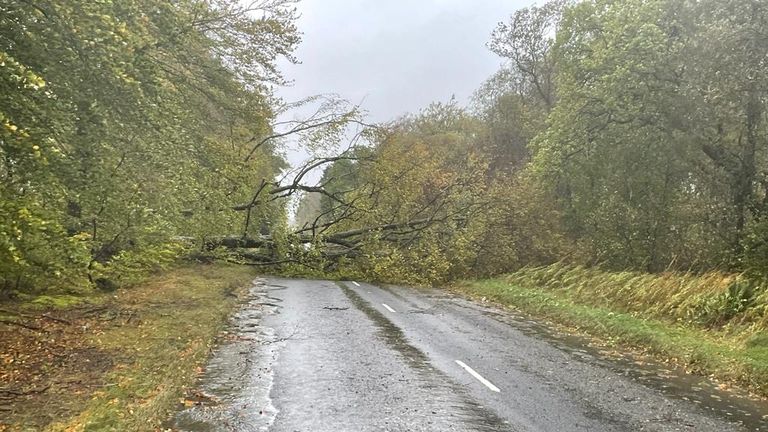 A fallen tree on the A933 near Brechin during Storm Babet