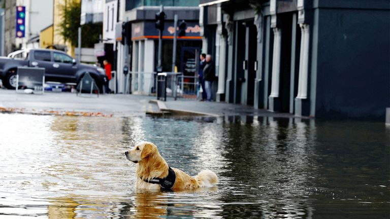 A dog stands in water as it flows through streets after heavy rain caused extensive flooding, ahead of the arrival of Storm Ciaran, in the city centre of Newry, Northern Ireland, October 31, 2023. REUTERS/Clodagh Kilcoyne
