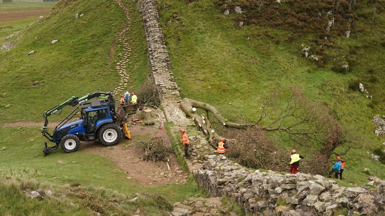 Work begins in the removal of the felled Sycamore Gap tree, on Hadrian&#39;s Wall in Northumberland. Picture date: Wednesday October 11, 2023.