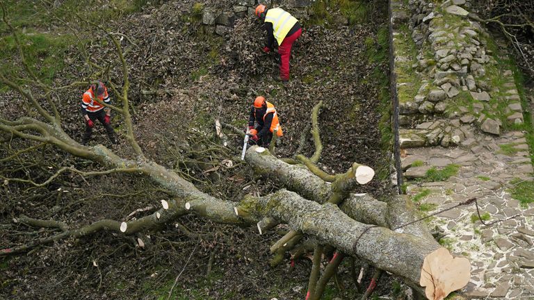 Work begins in the removal of the felled Sycamore Gap tree, on Hadrian&#39;s Wall in Northumberland. Picture date: Wednesday October 11, 2023.