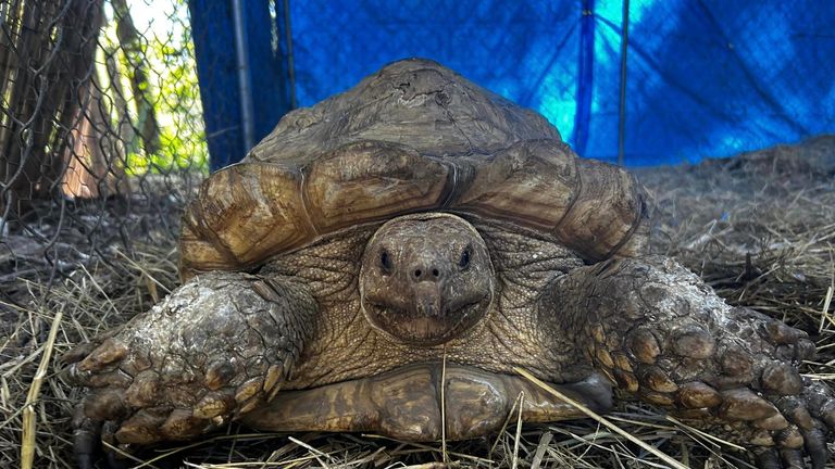 Missing tortoise reunited. Pic: Florida’s Wildest Animal Rescue/Facebook