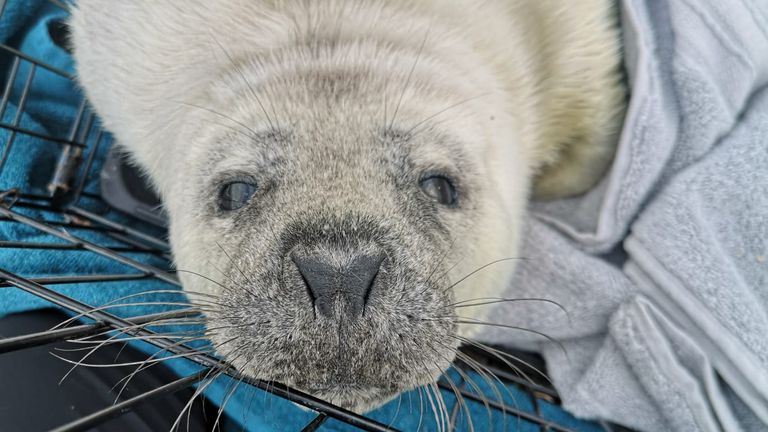 Renewed calls for balloon release ban after seal pup's death