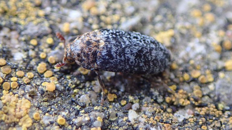 Dermestes undulatus. Pic: George Tordoff