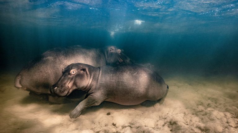Hippo nursery
Pic:Mike Korostelev/Wildlife Photographer of the Year
