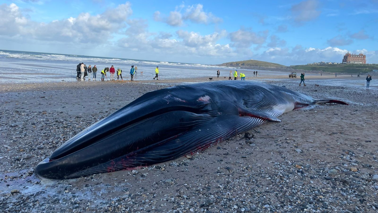 Huge whale found dead on Newquay's Fistral Beach in Cornwall  