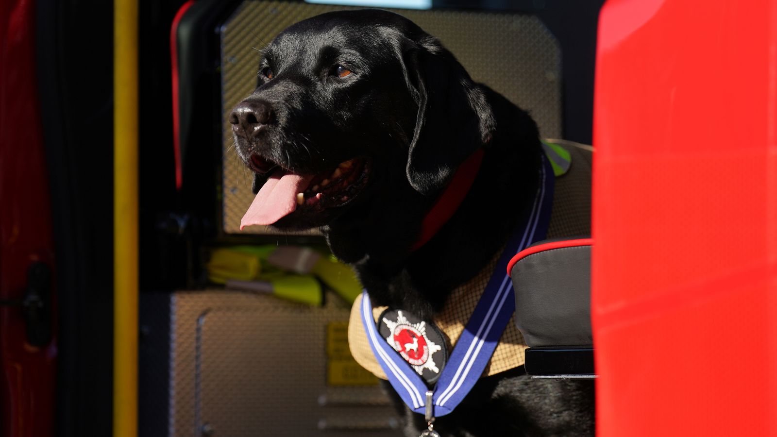 Кучето с най-дълъг стаж за разследване на пожари, наградено след участие в повече от 500 пожара