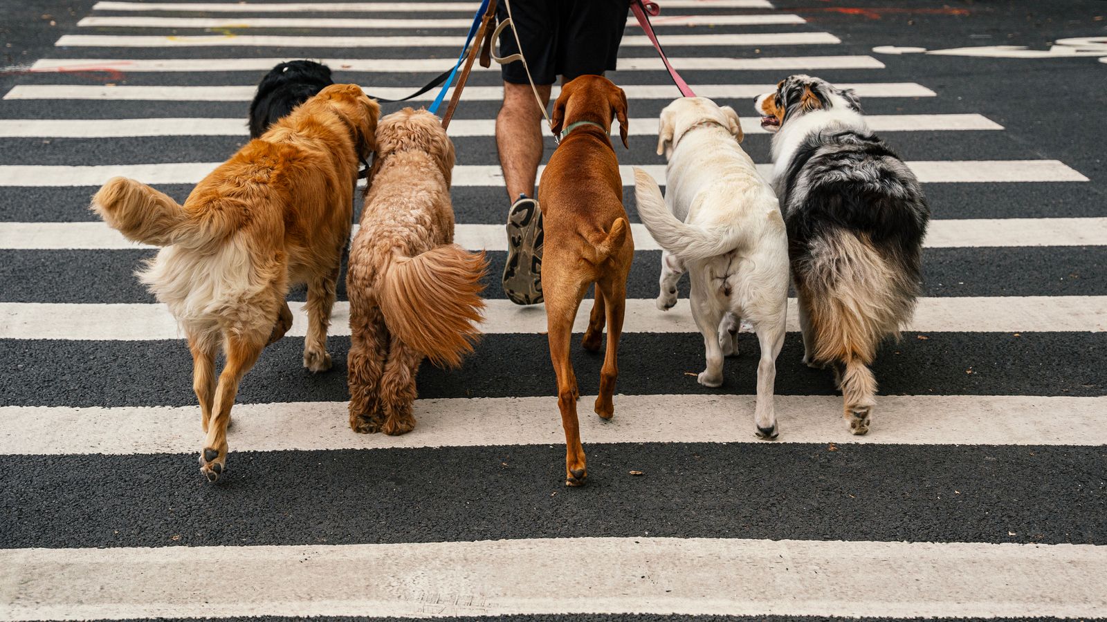 Защо кучетата могат да размахват опашките си толкова много - според експерти