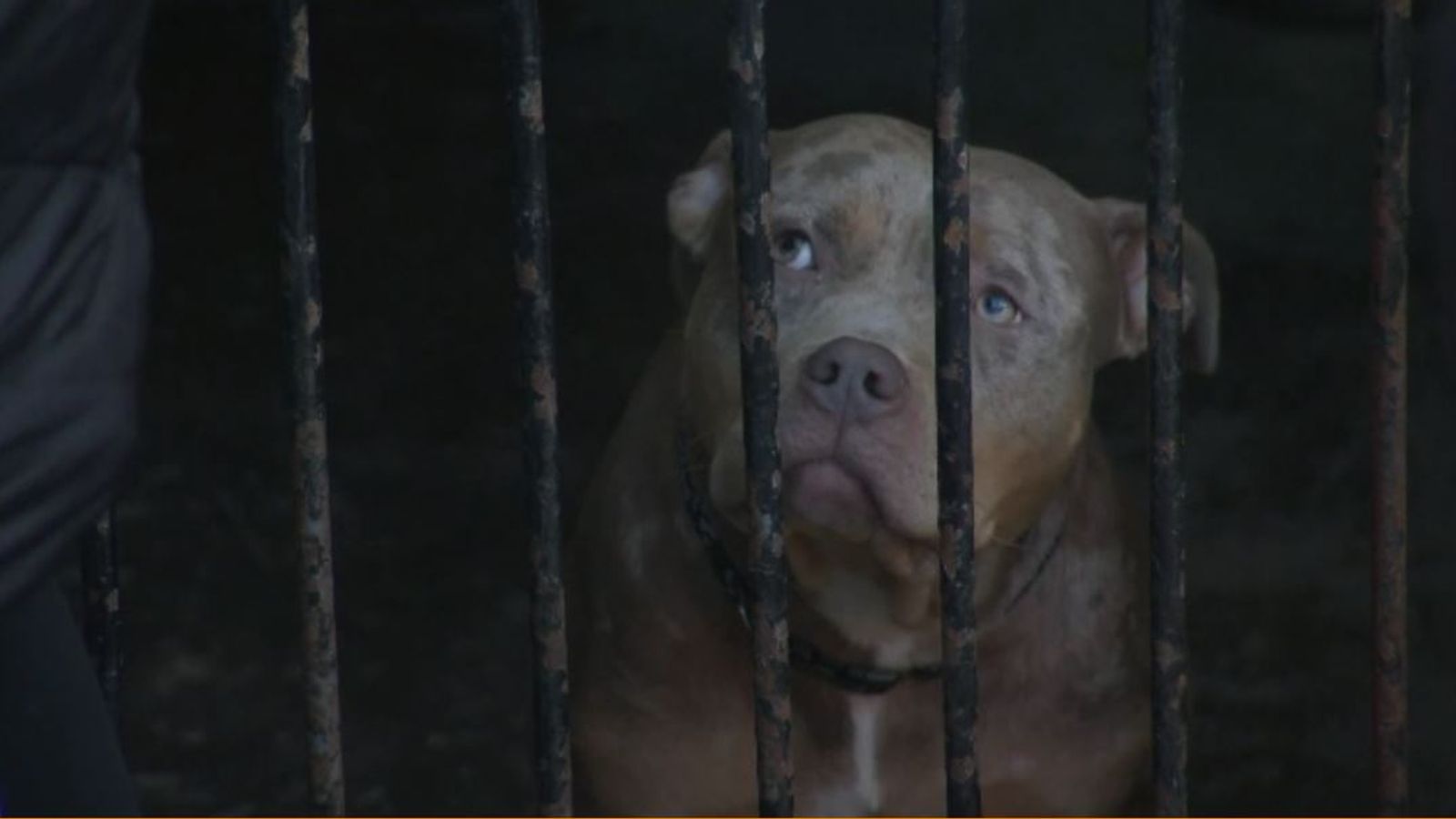 Hundreds of XL bullies to be killed when breed is officially banned at end of year