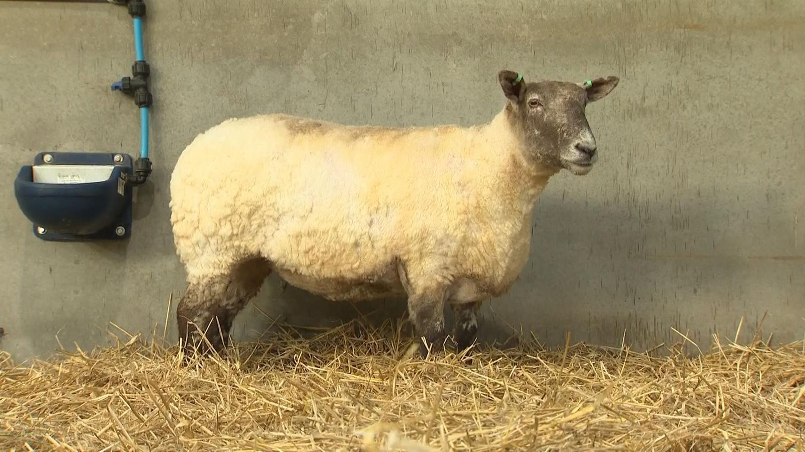 Britain's loneliest sheep in 'life or death situation' before rescue ...