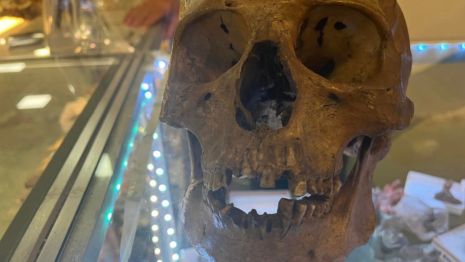 Human skull spotted in Florida charity shop's Halloween display