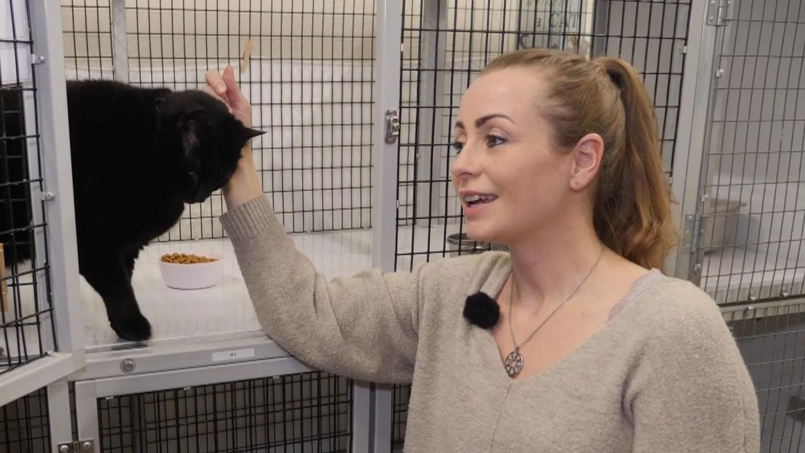 Iceland Shelter rescues hundreds of animals left behind after