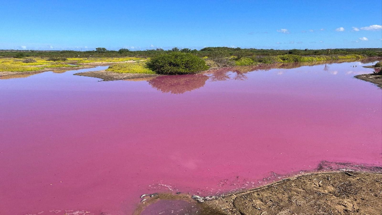 Pond mysteriously turns bright pink in Hawaii - as experts reveal why it's a cause for concern