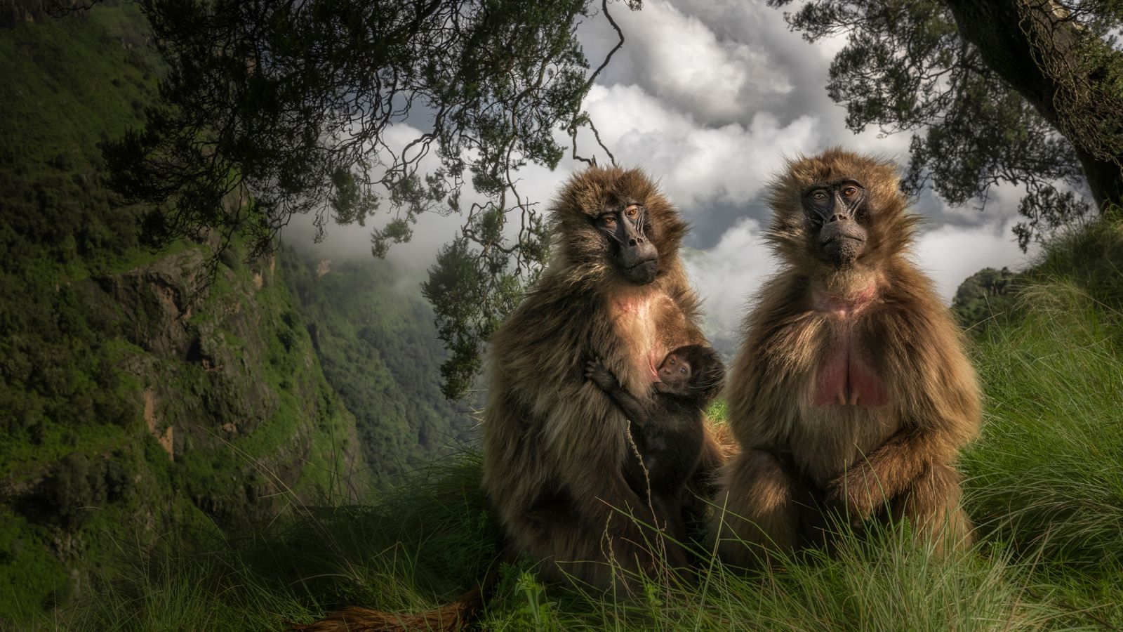 From rare bats to curious lion cubs: The 25 pictures shortlisted for the Wildlife Photographer of the Year contest