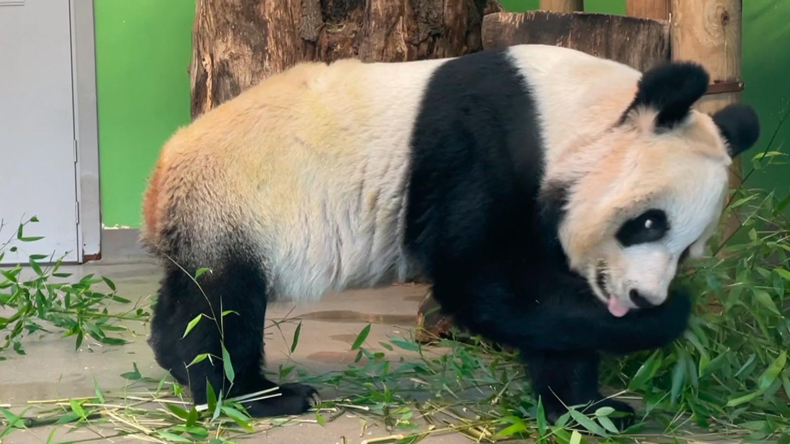 Scotland: Visitors flock to Edinburgh Zoo to say goodbye to the pandas