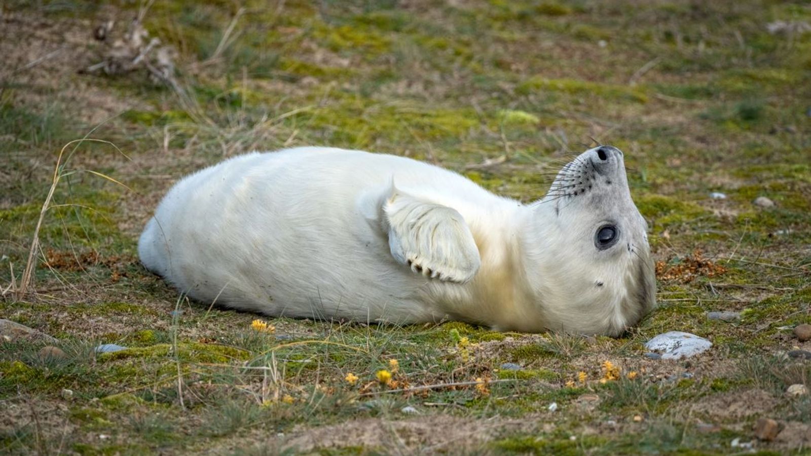 First grey seal pups of the winter born in England's largest colony
